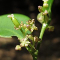 Celtis philippensis Blanco